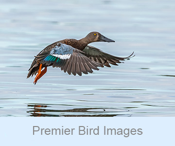 Premier Bird Images