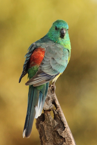 Red-rumped Parrot (Mary Wheeler)