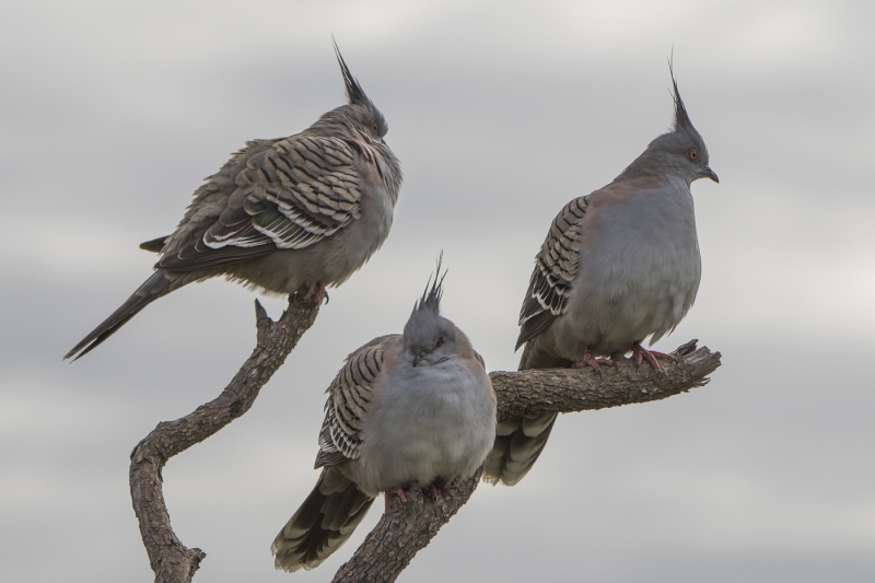 Crested Pigeon (Mary Wheeler)