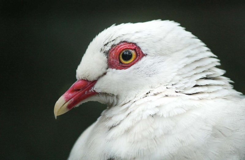 White-headed Pigeon (Pennie Marks)