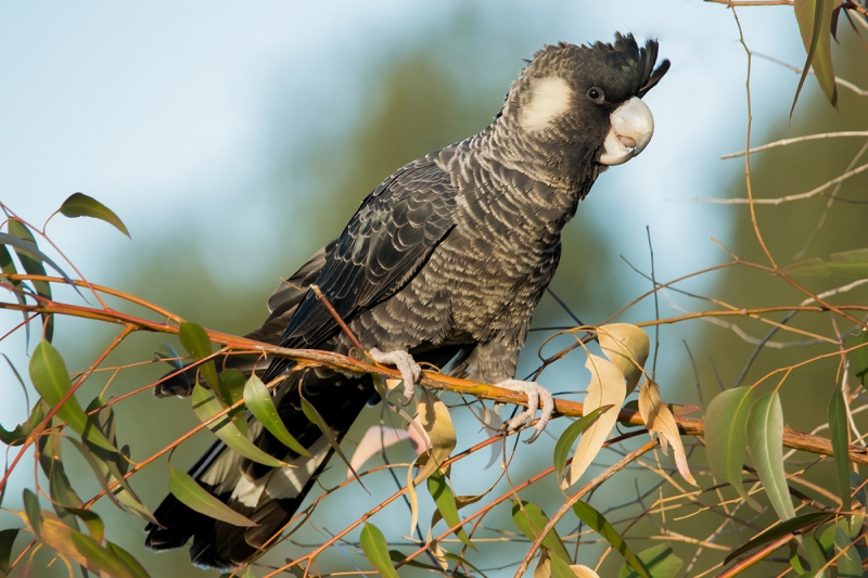 Carnaby's Black-Cockatoo (Gary Meredith)