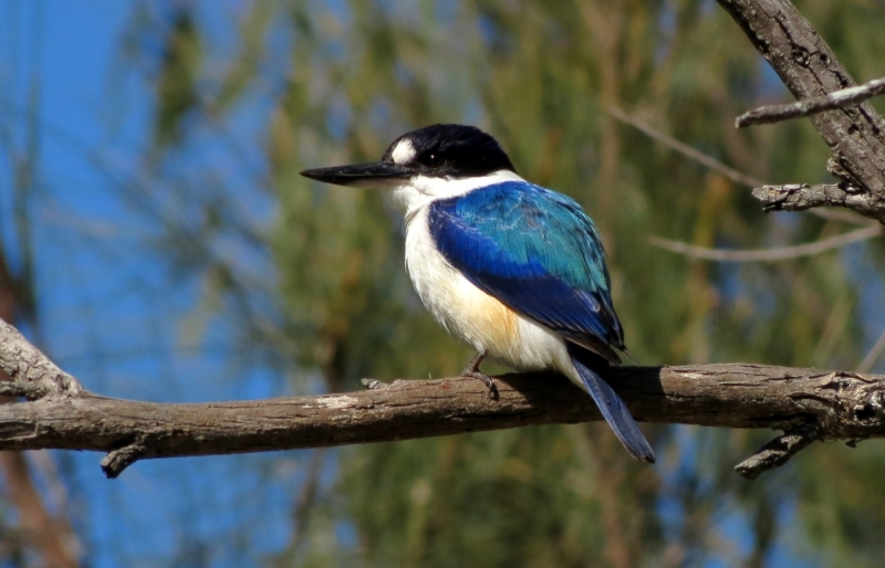 Forest Kingfisher (Anne Burges)