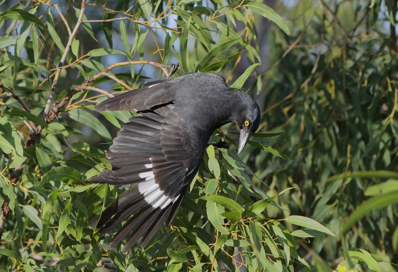 Pied Currawong (Mary Wheeler)