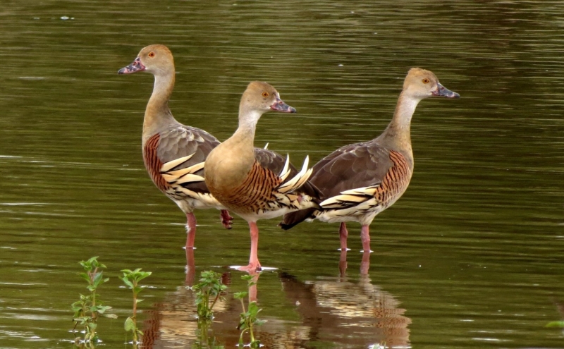 Plumed Whistling Duck (Anne Burgess)