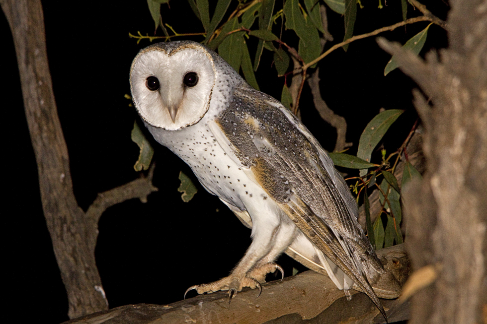 Barn Owl (Image ID 6080)