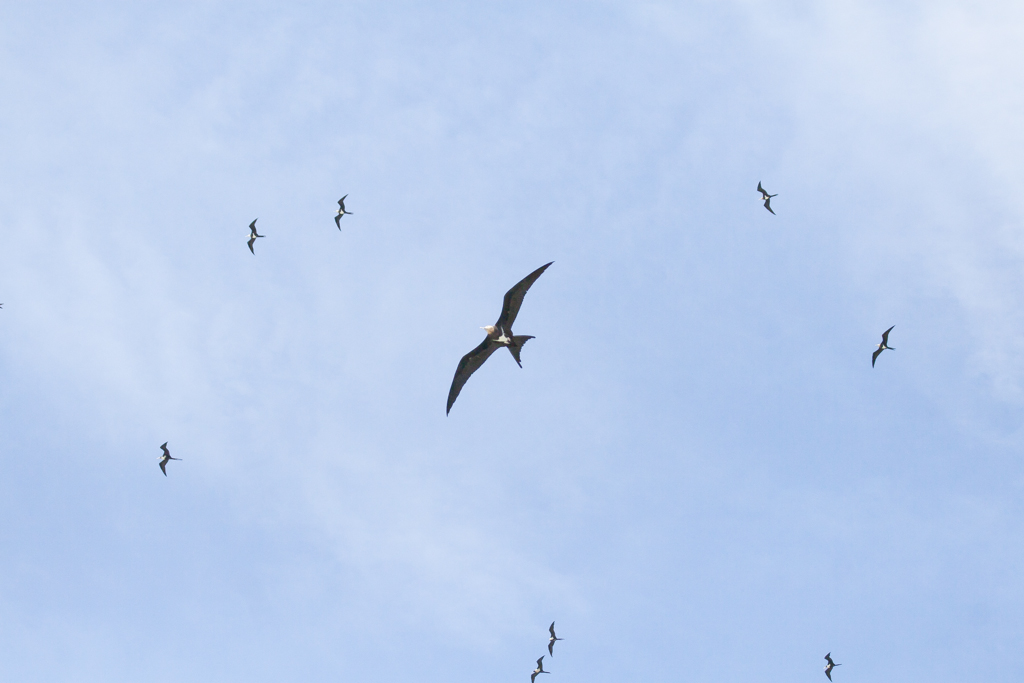 Lesser Frigatebird (Image ID 8654)