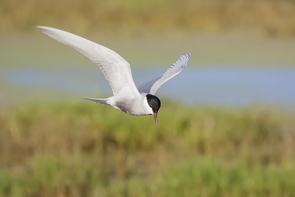 Whiskered Tern (Image ID 10055)