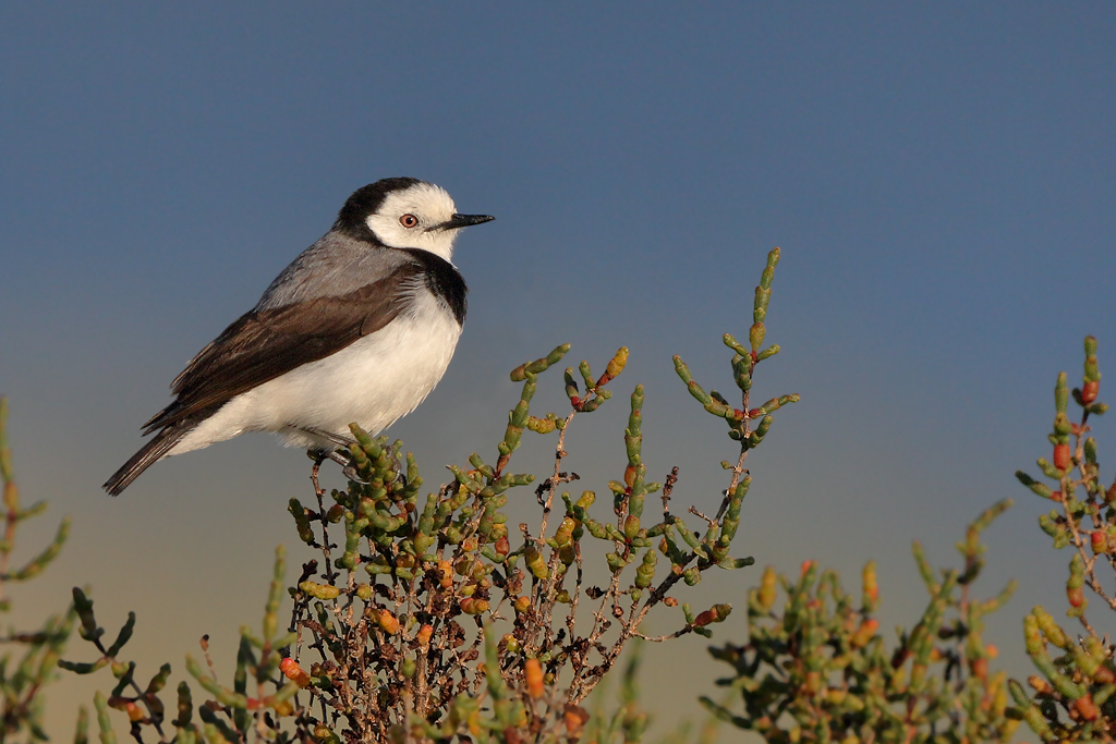 White-fronted Chat (Image ID 13229)
