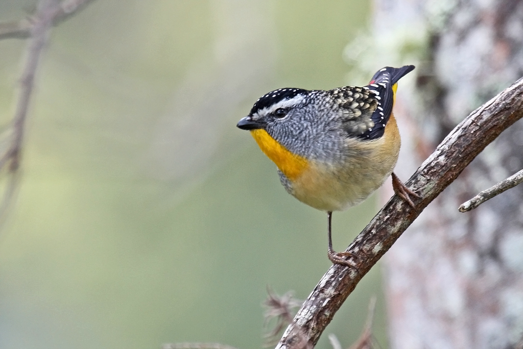 Spotted Pardalote (Image ID 14318)