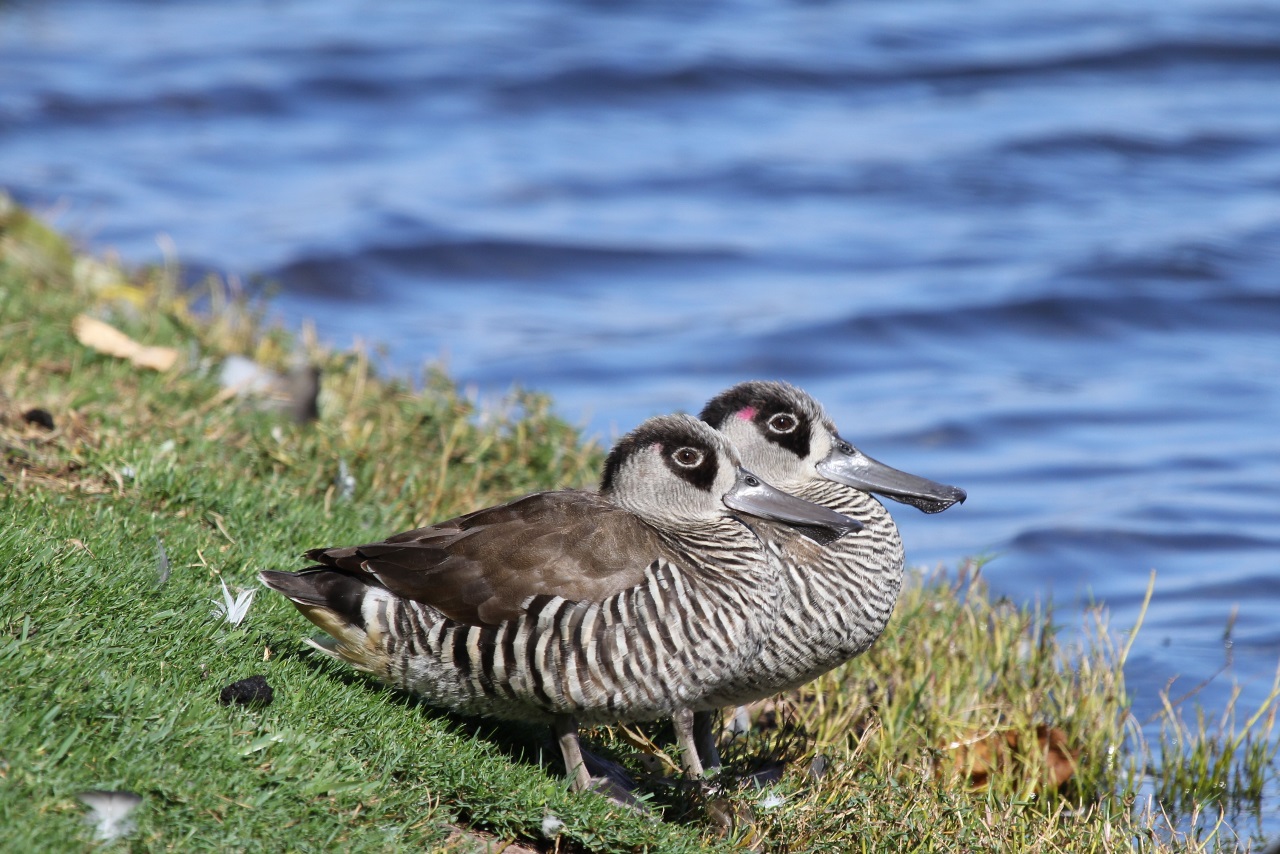 Pink-eared Duck (Image ID 14829)