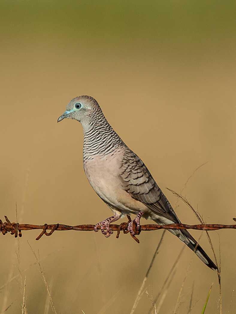 Peaceful Dove (Image ID 14685)