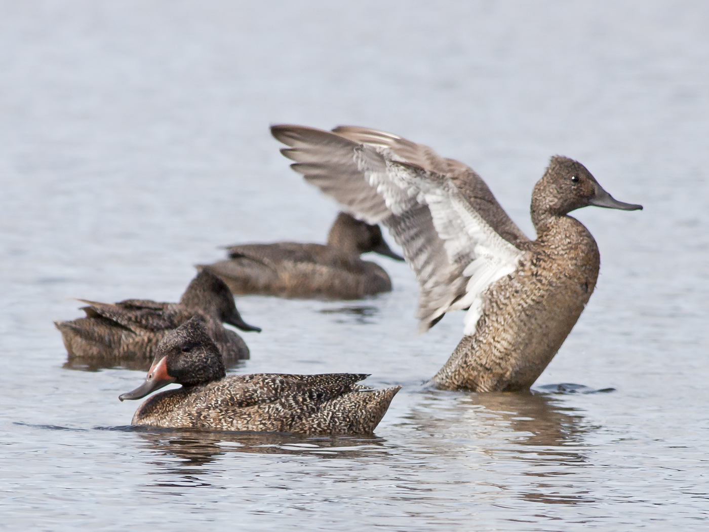 Freckled Duck (Image ID 14676)