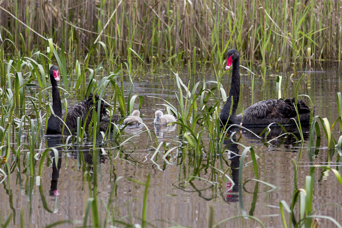Black Swan (Image ID 14939)