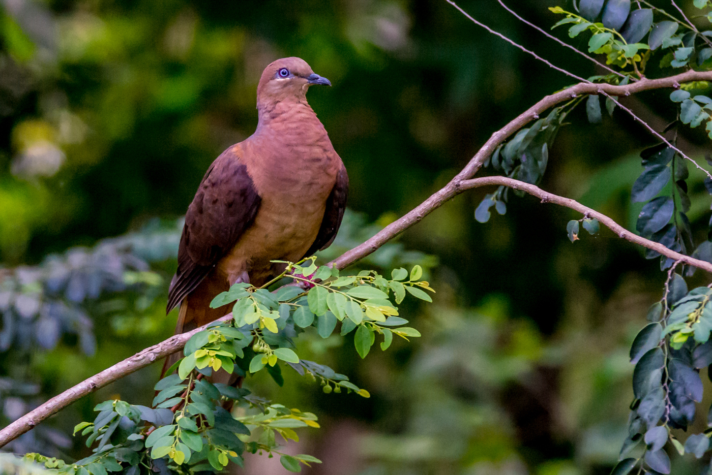 Brown Cuckoo-Dove (Image ID 15708)