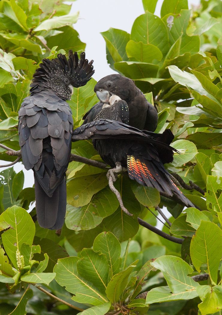 Red-tailed Black-Cockatoo (Image ID 15387)