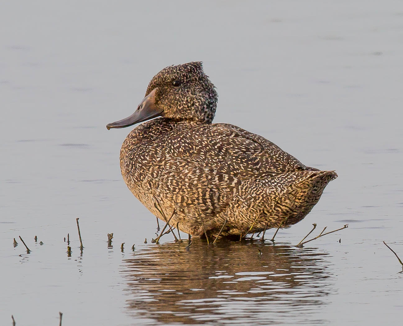 Freckled Duck (Image ID 15528)