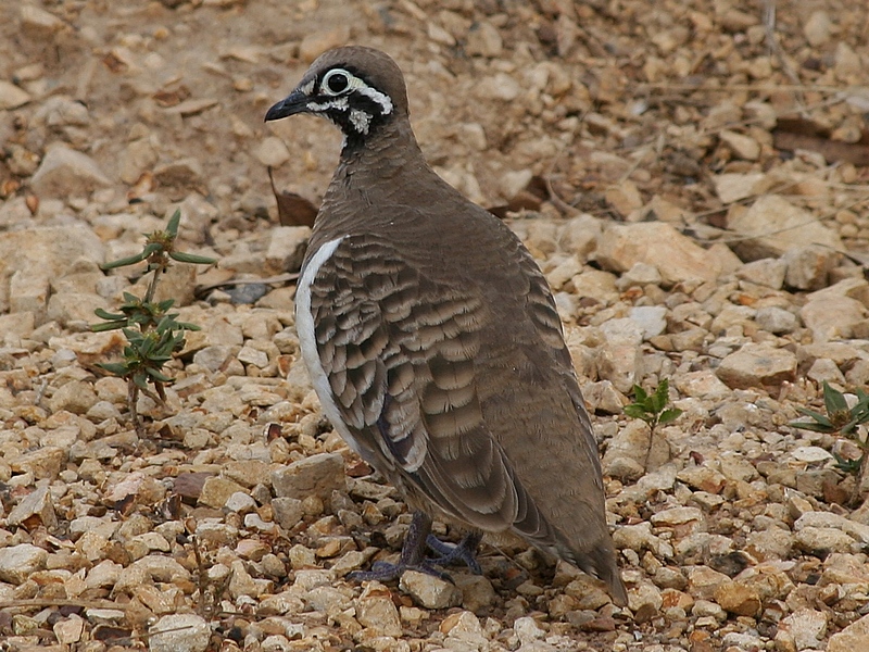Squatter Pigeon (Image ID 15739)