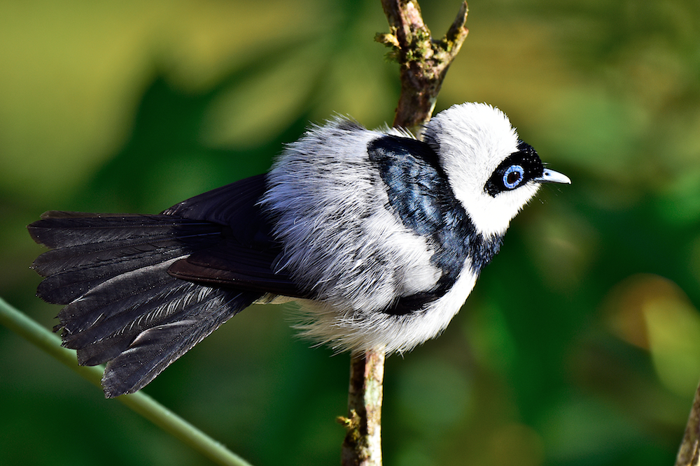 Pied Monarch (Image ID 16132)