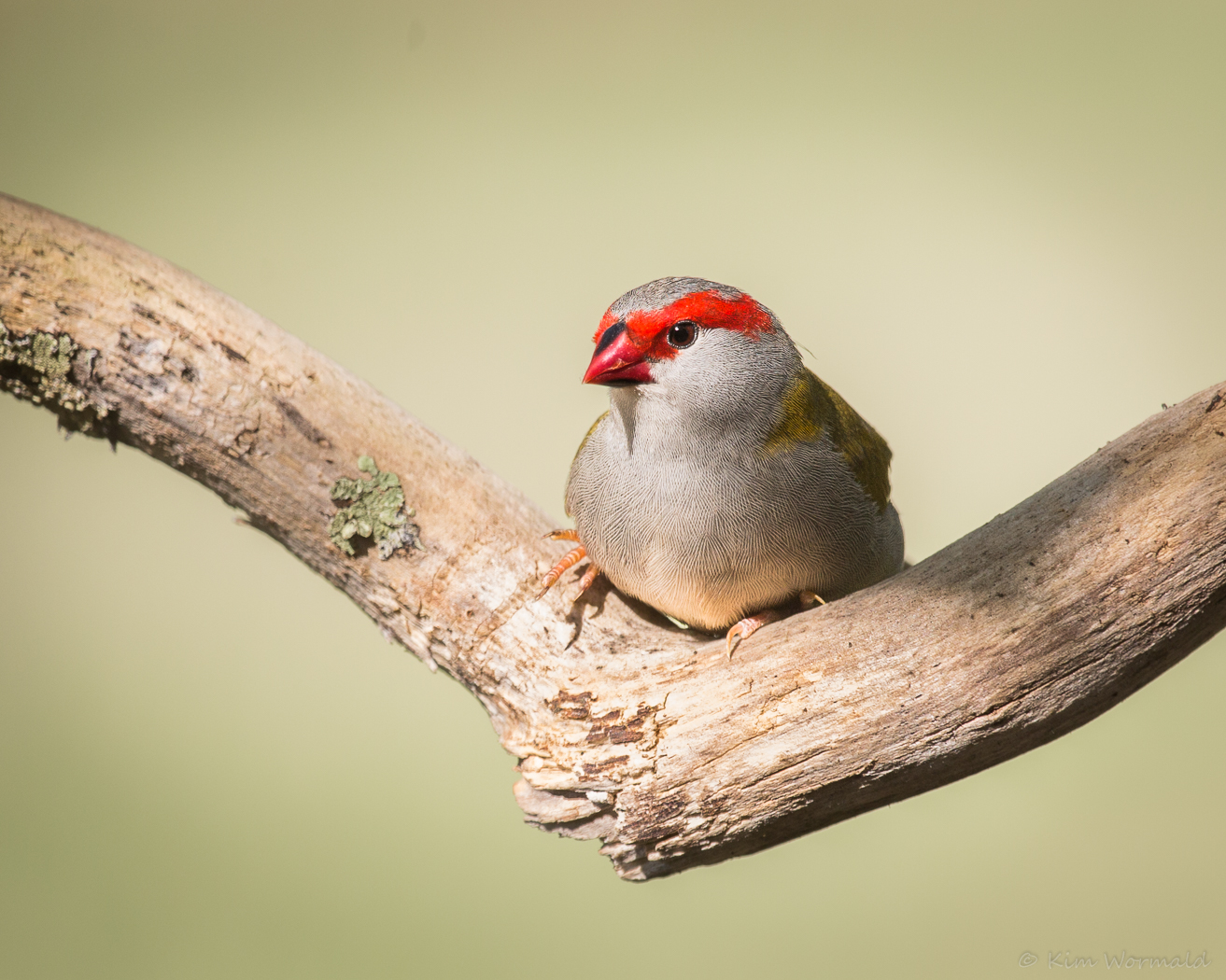 Red-browed Finch (Image ID 15827)