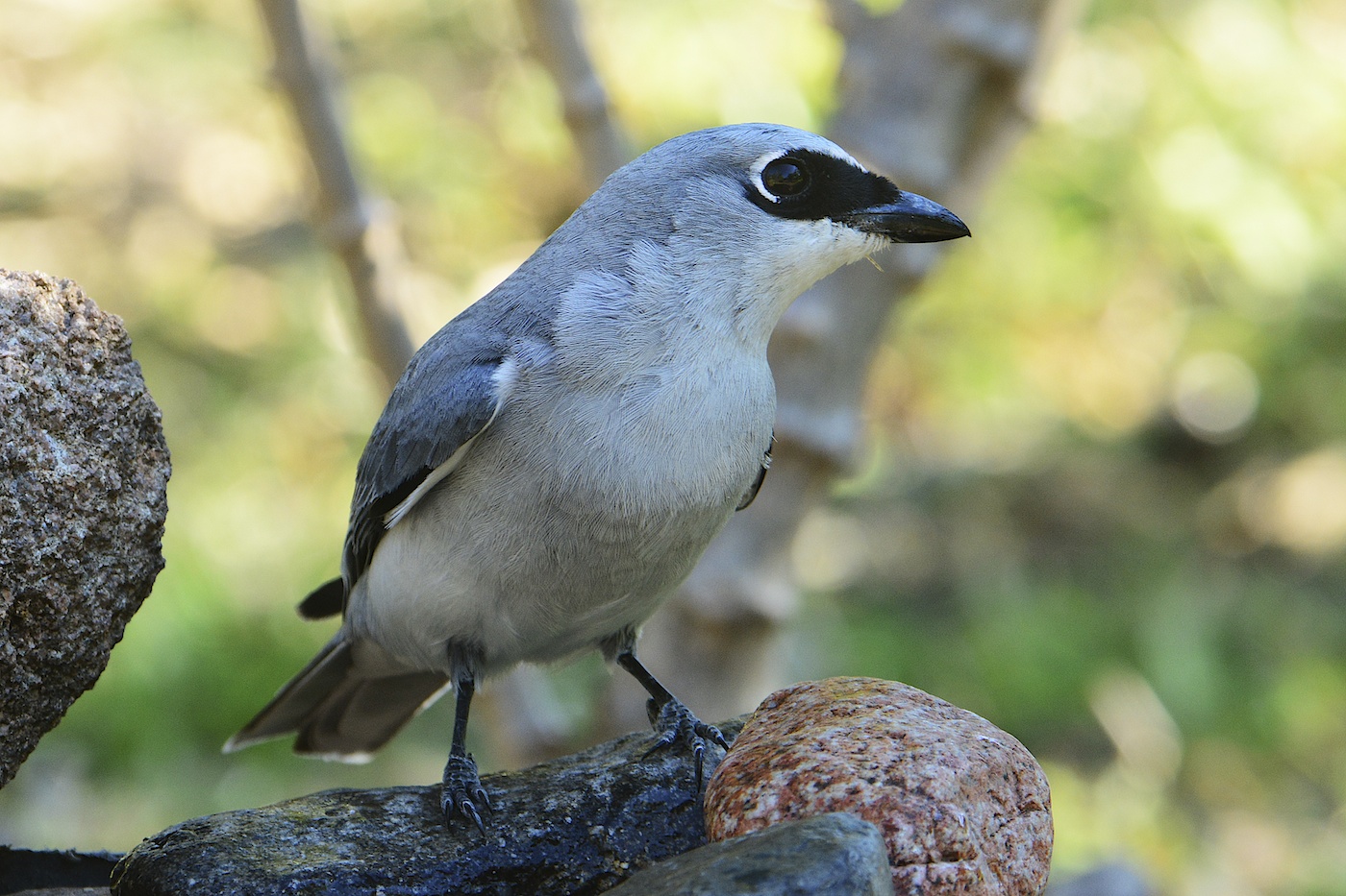 White-bellied Cuckoo-shrike (Image ID 15776)