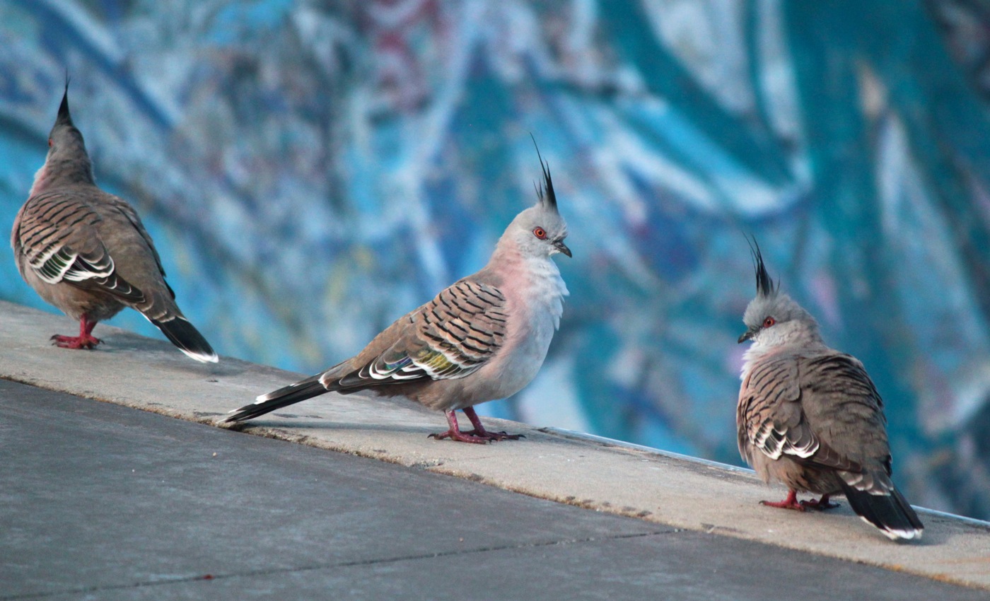 Crested Pigeon (Image ID 15731)