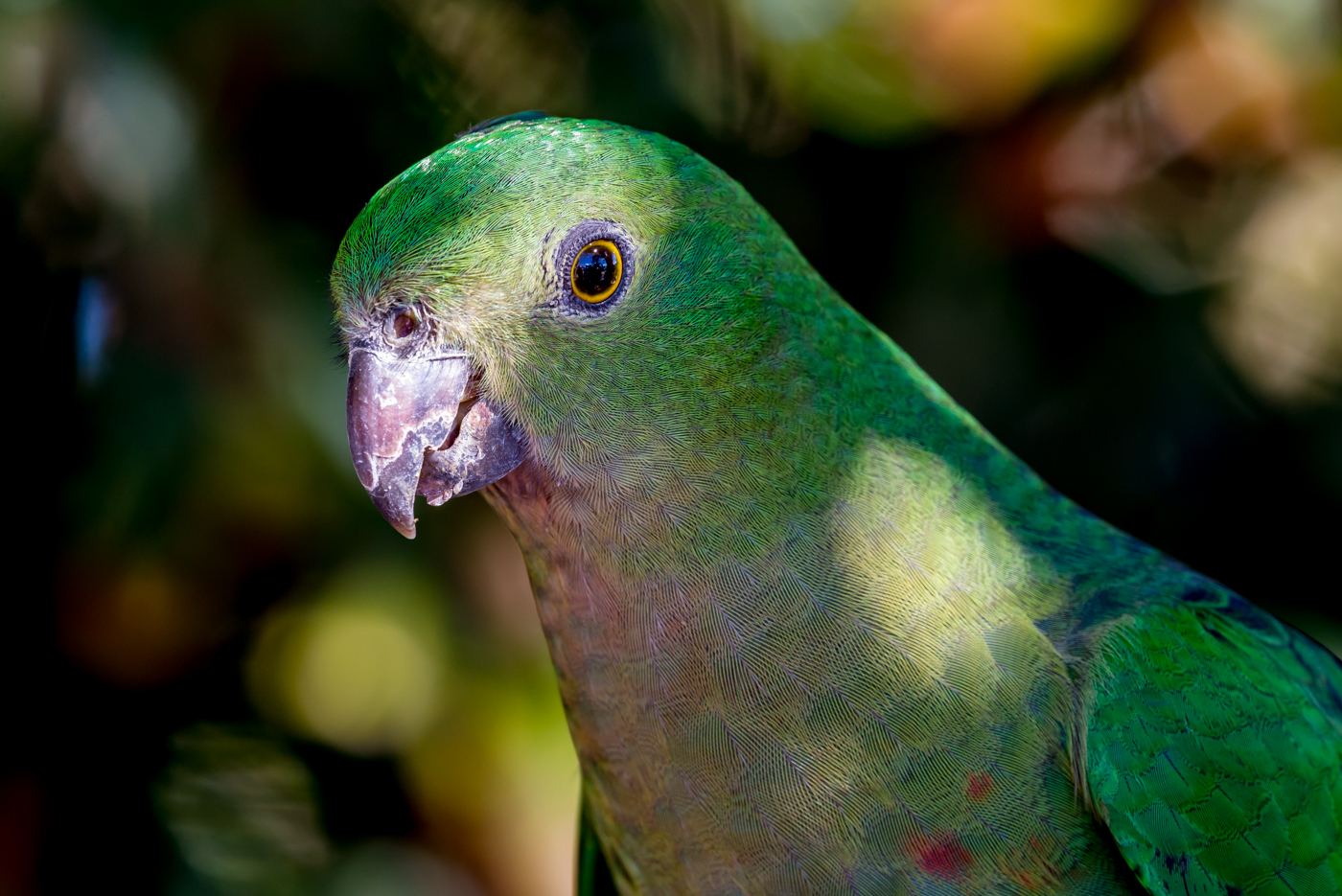Australian King-Parrot (Image ID 15821)