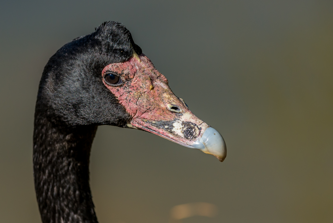 Magpie Goose (Image ID 15956)