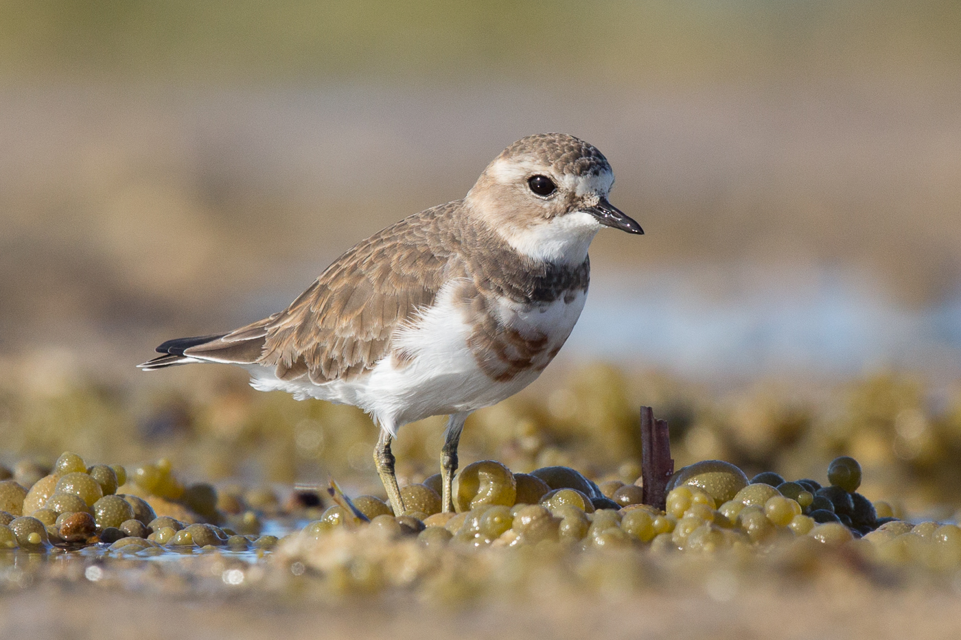 Double-banded Plover (Image ID 16504)