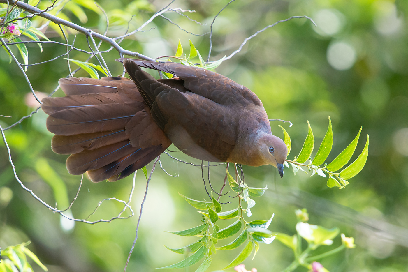 Brown Cuckoo-Dove (Image ID 16704)