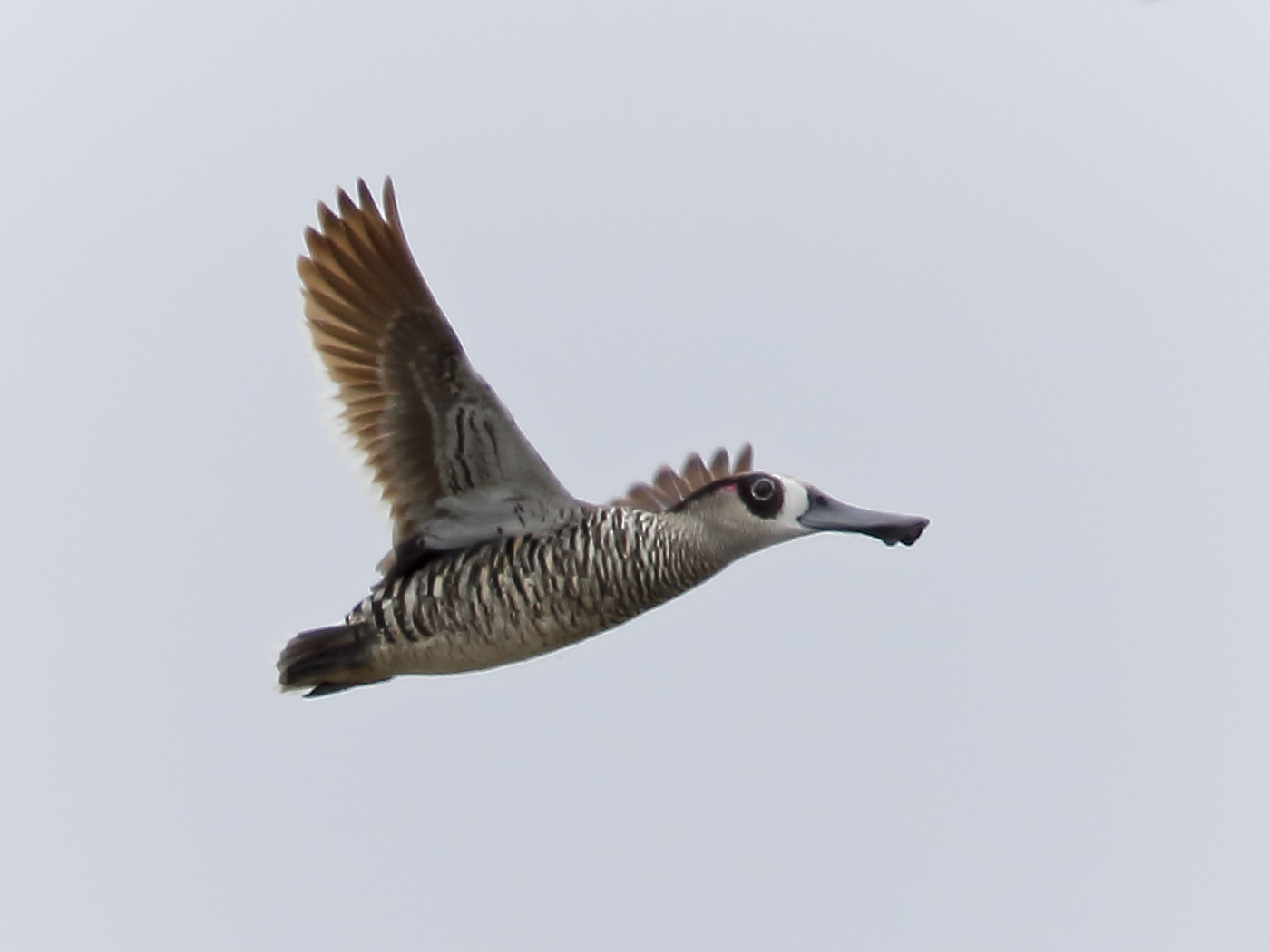 Pink-eared Duck (Image ID 16463)