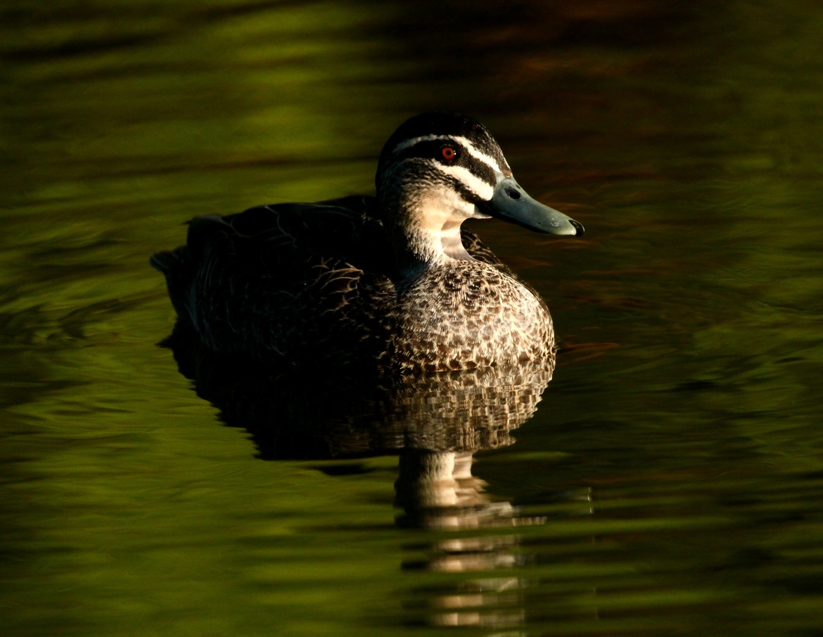Pacific Black Duck (Image ID 16515)