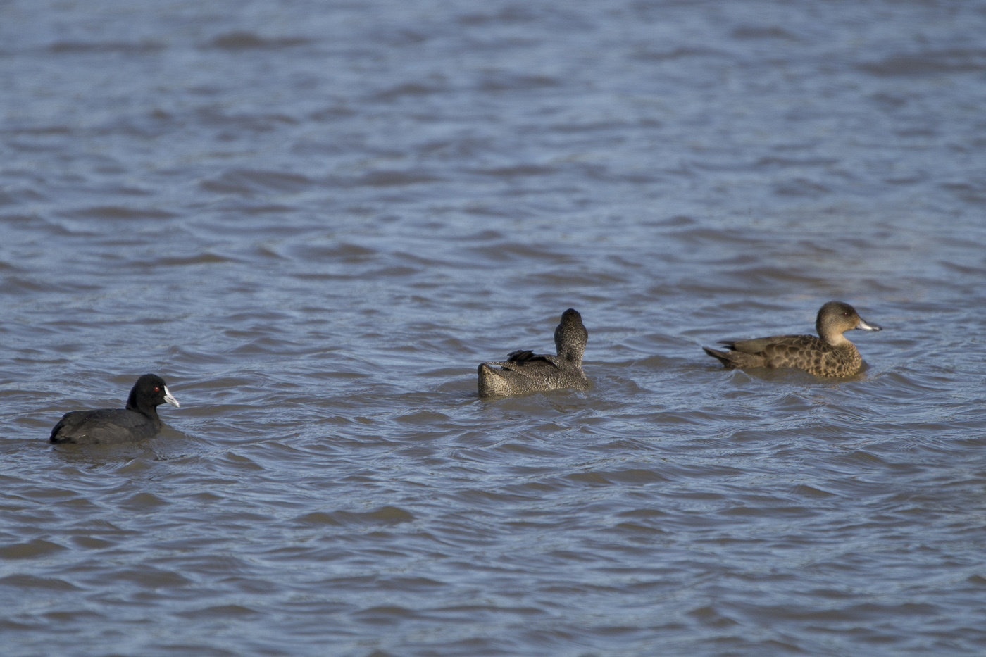 Freckled Duck,Grey Teal,Eurasian Coot (Image ID 16761)