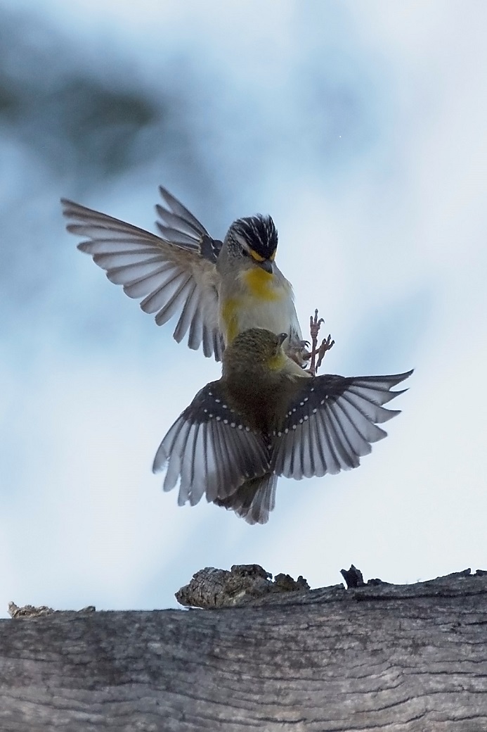 Forty-spotted Pardalote,Striated Pardalote (Image ID 17461)