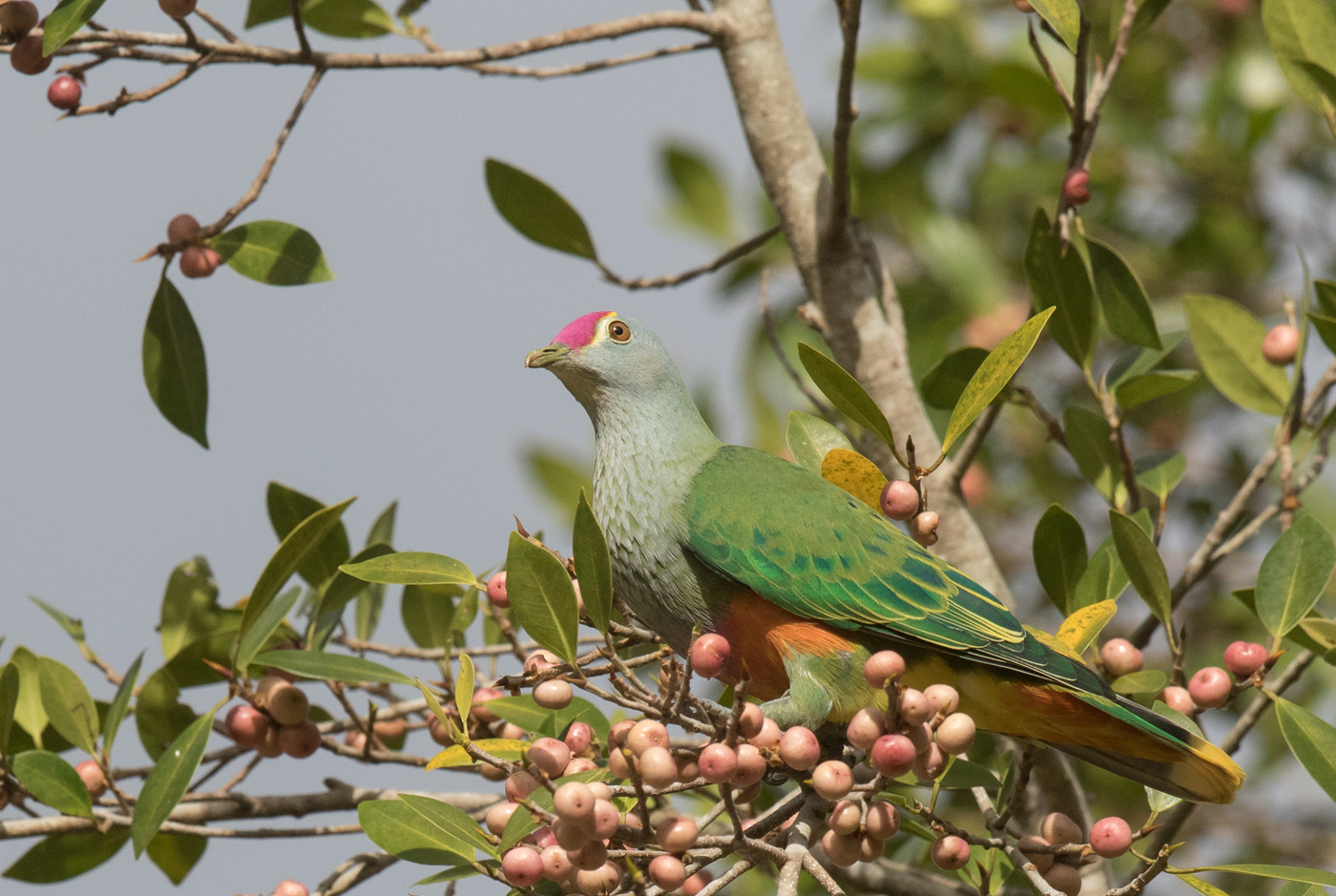 Rose-crowned Fruit-Dove (Image ID 17836)