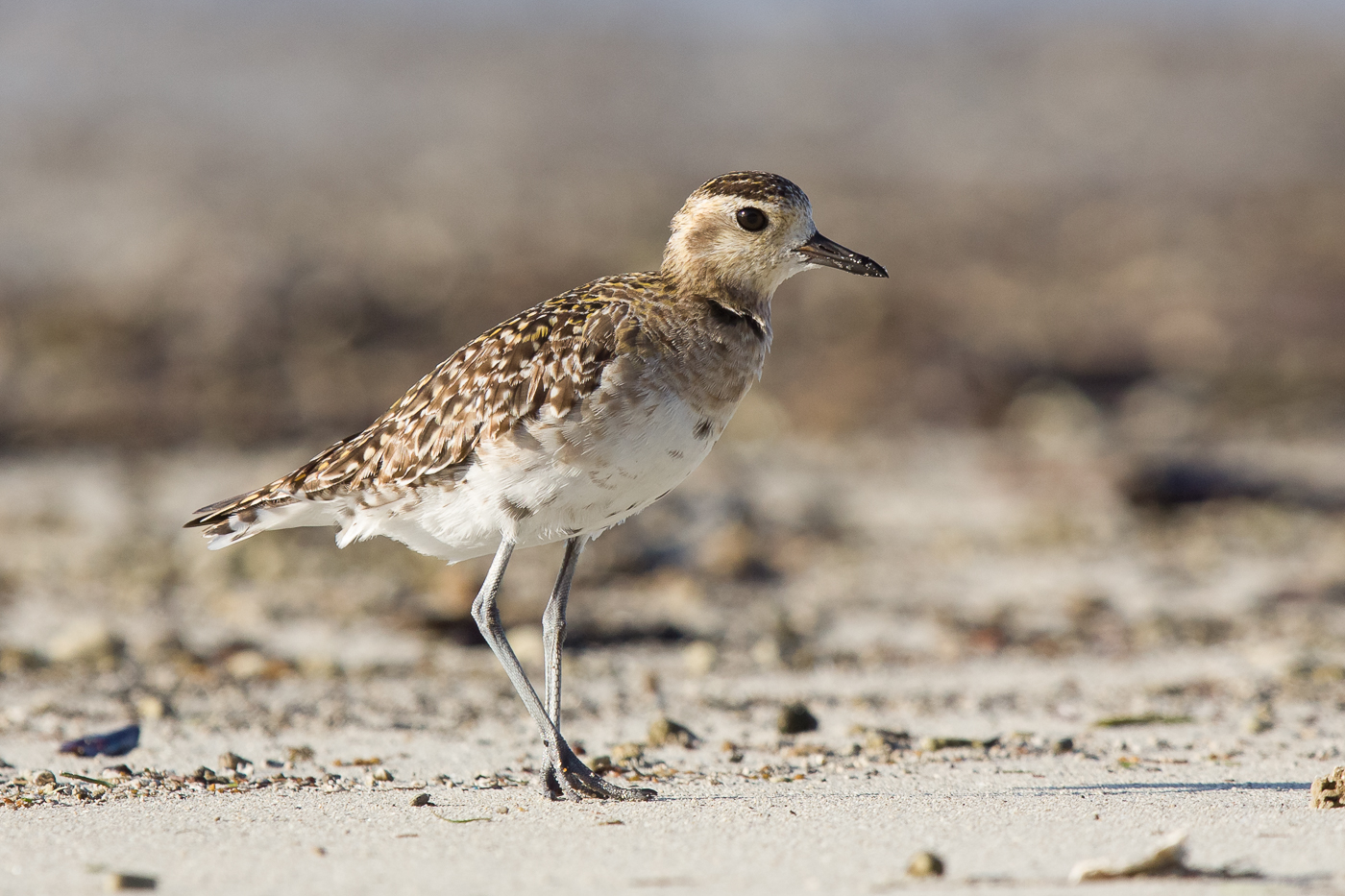 Pacific Golden Plover (Image ID 17797)
