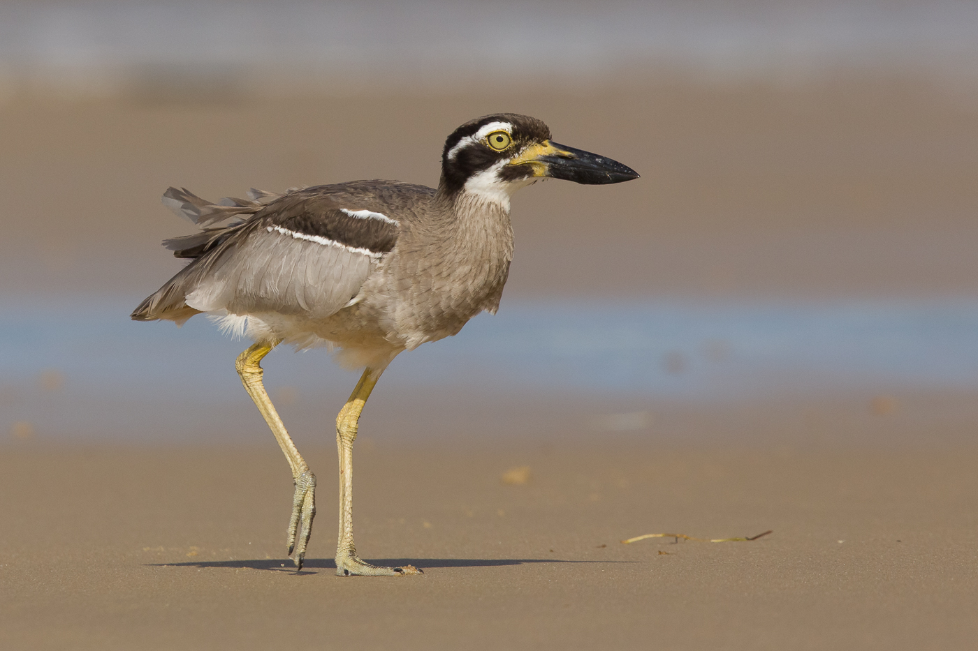 Beach Stone-curlew (Image ID 17867)