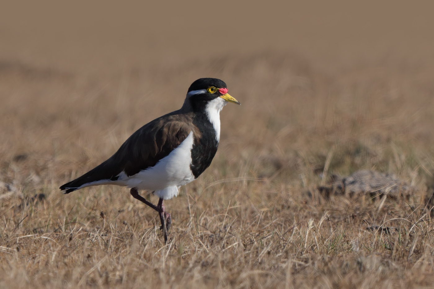 Banded Lapwing (Image ID 18954)