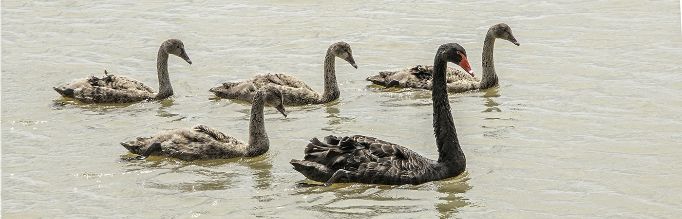 Black Swan (Image ID 19439)