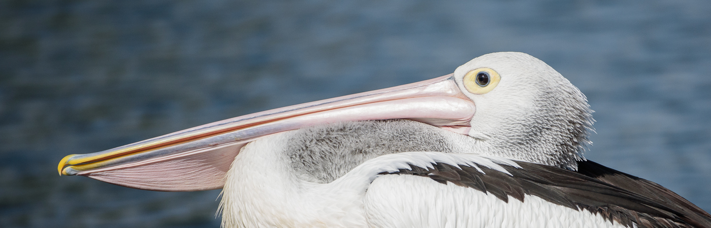 Australian Pelican (Image ID 19710)