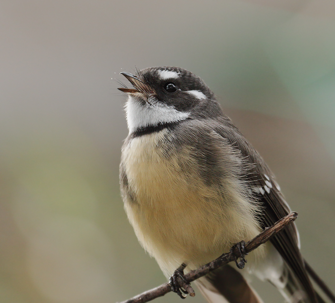 Grey Fantail (Image ID 19760)