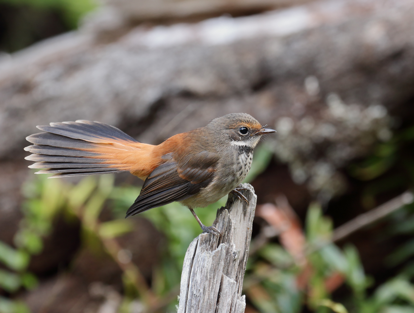 Rufous Fantail (Image ID 20021)