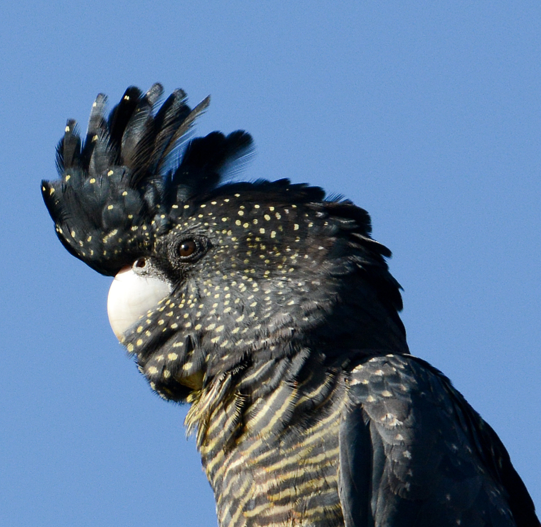 Red-tailed Black-Cockatoo (Image ID 19845)