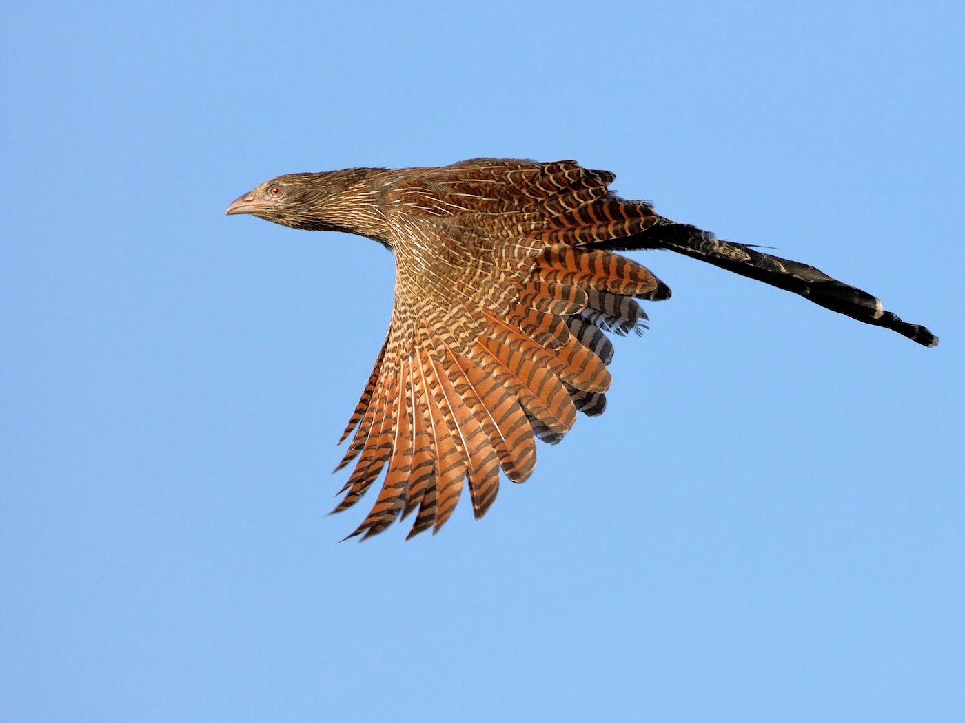 Pheasant Coucal (Image ID 21300)