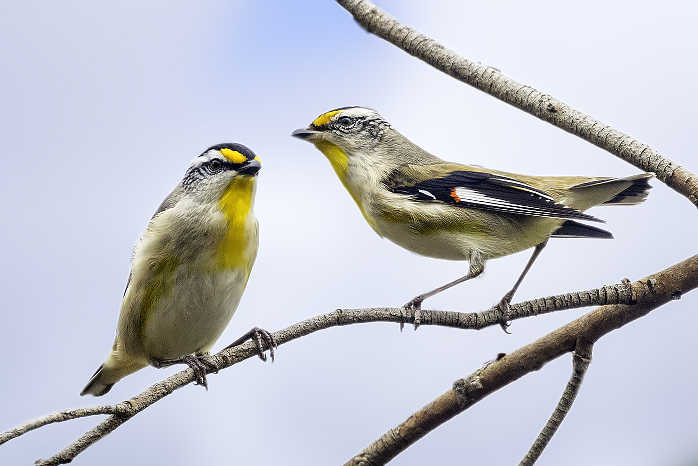 Striated Pardalote (Image ID 21166)