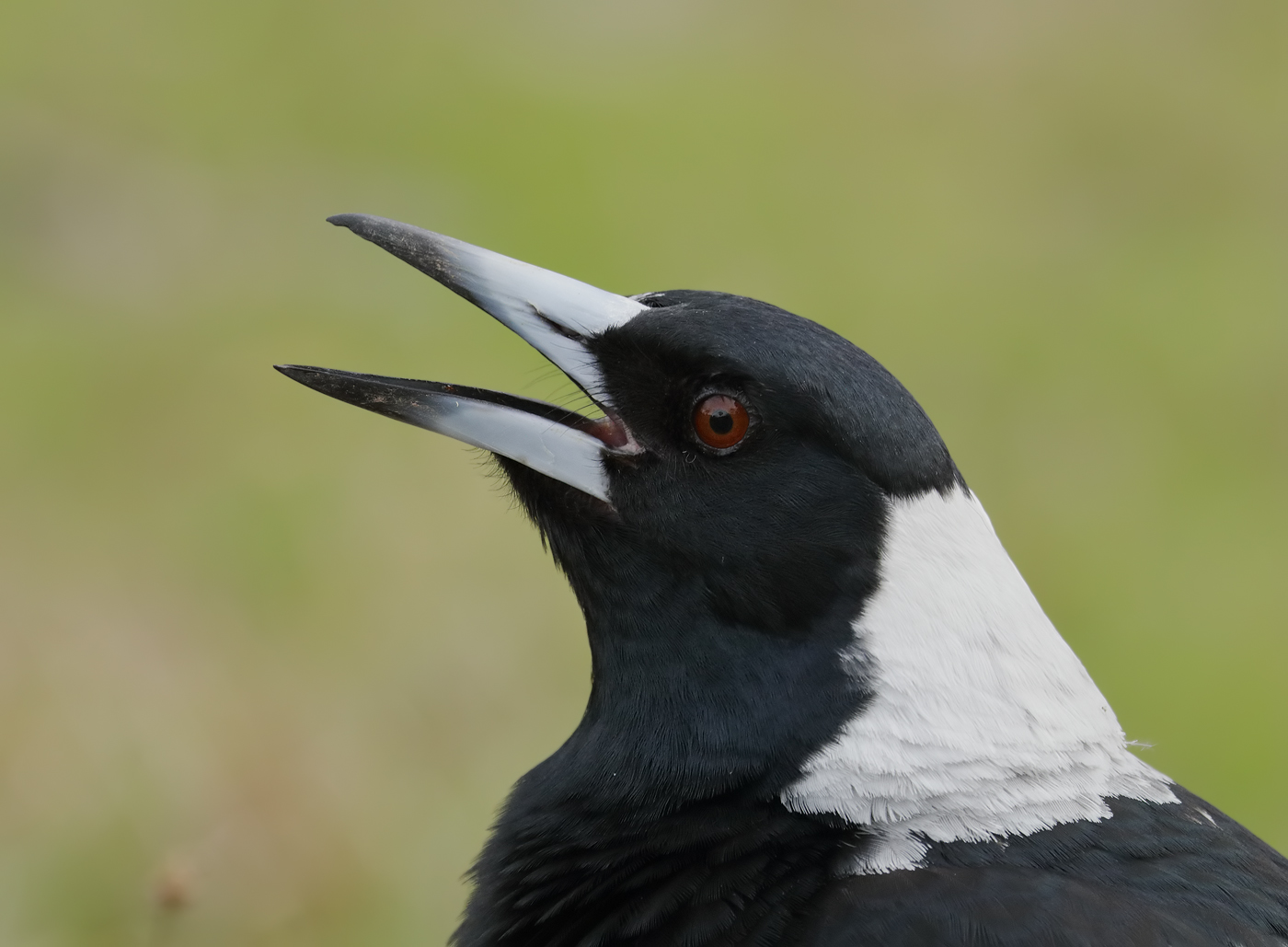 Australian Magpie (Image ID 21262)