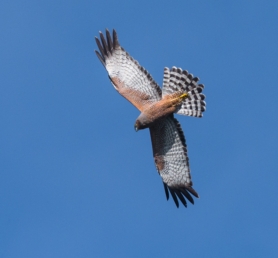 Spotted Harrier (Image ID 21638)