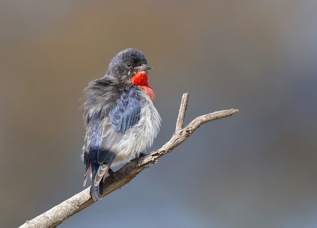 Mistletoebird (Image ID 21746)