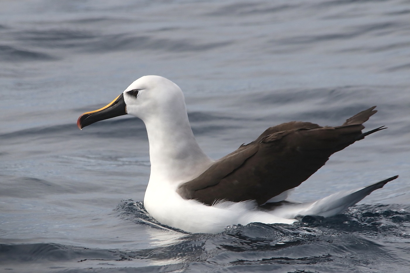 Atlantic Yellow-nosed Albatross (Image ID 21729)