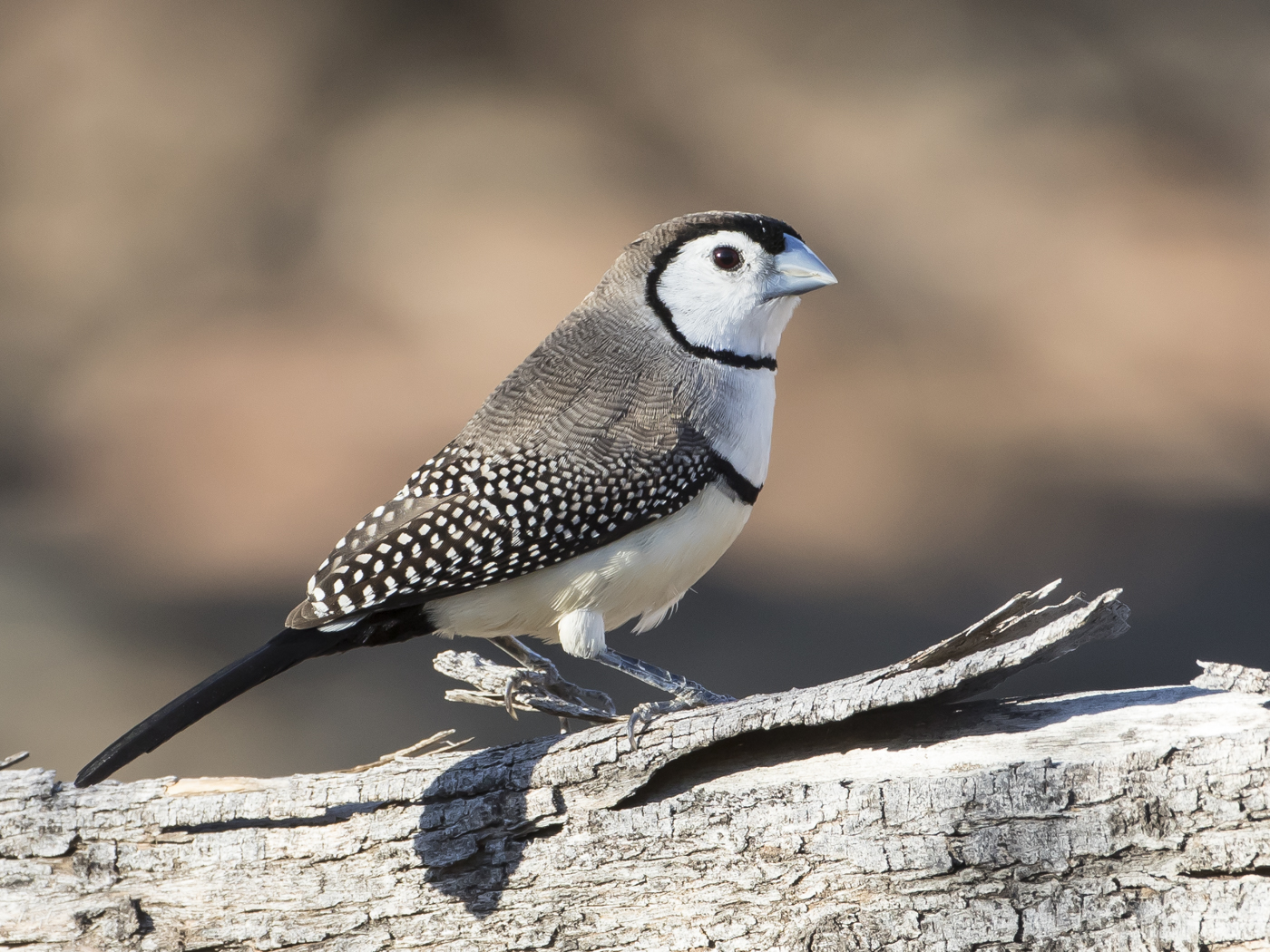 Double-barred Finch (Image ID 21735)