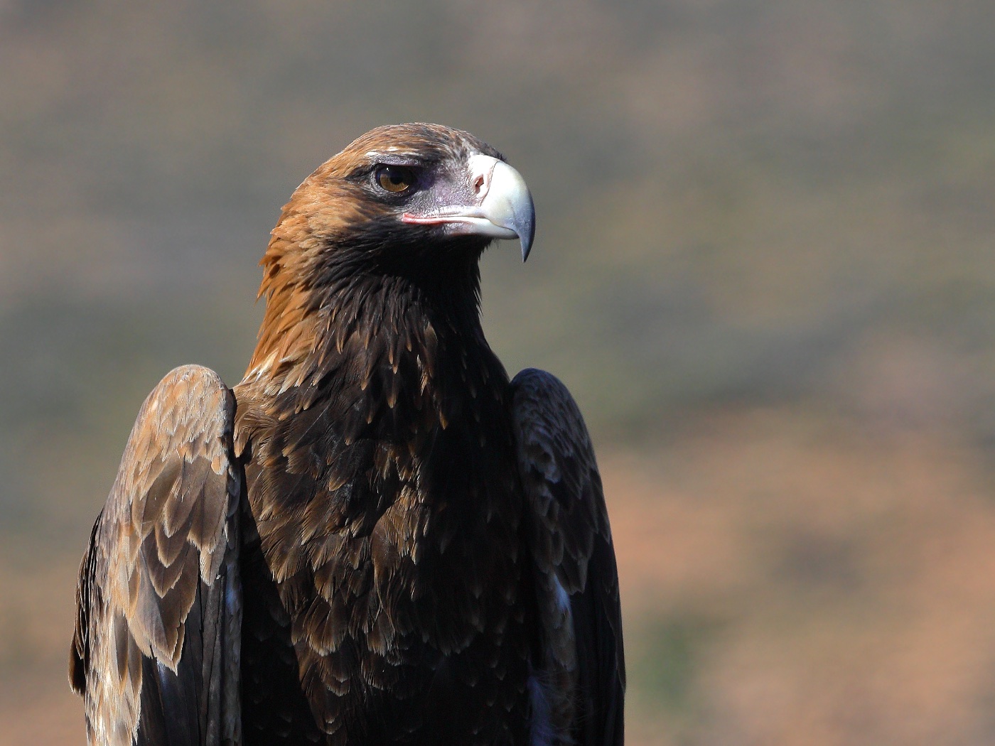 Wedge-tailed Eagle (Image ID 21590)